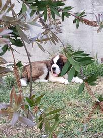 Cuccioli di San Bernardo strepitosi