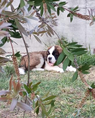 Cuccioli di San Bernardo strepitosi