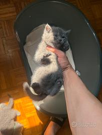 Cucciole British Shorthair Blu IN PRENOTAZIONE