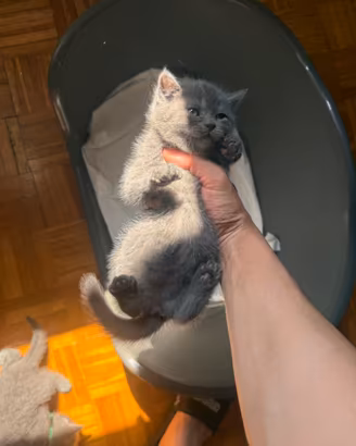 Cucciole British Shorthair Blu IN PRENOTAZIONE