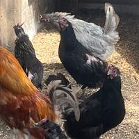 Cornute siciliane galli e galline