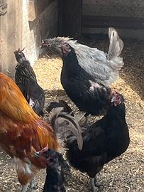 Cornute siciliane galli e galline