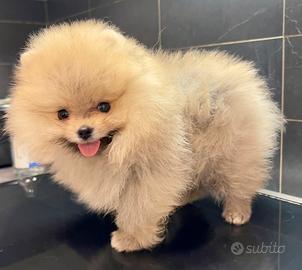 Pomerania Spitz Toy nano