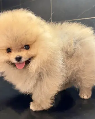 Pomerania Spitz Toy nano