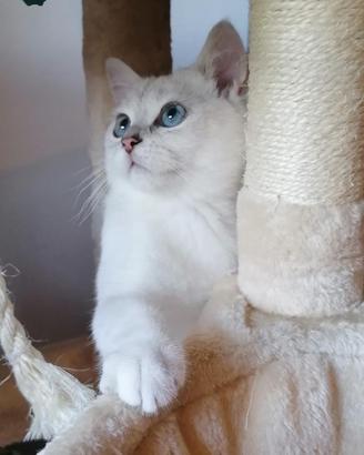 British Shorthair accoppiamento