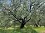Immagine 12