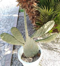 piante grasse