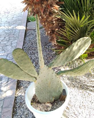 piante grasse