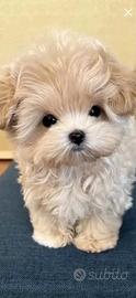 Cuccioli maltipo toy