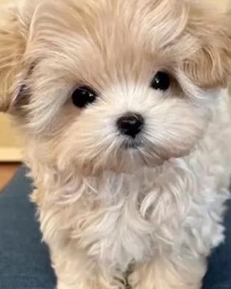 Cuccioli maltipo toy