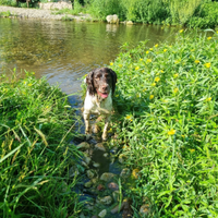 Springer Spaniel da monta