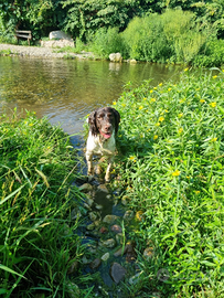 Springer Spaniel da monta