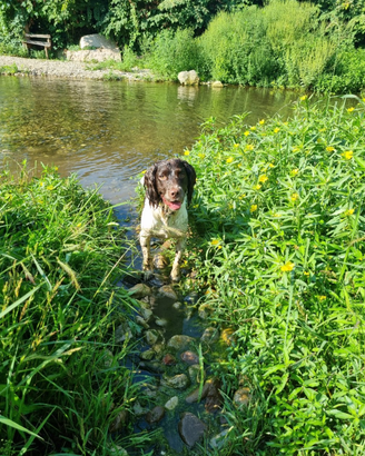 Springer Spaniel da monta