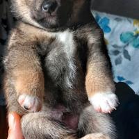 Shiba inu cuccioli con pedigree