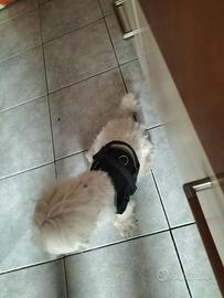 Cane maltese femmina