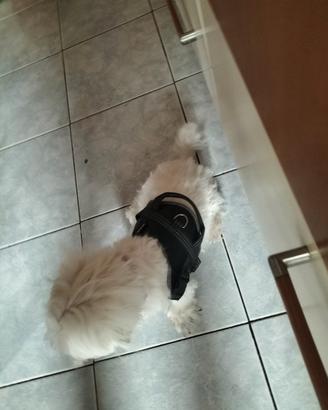 Cane maltese femmina