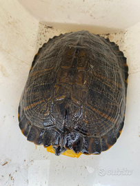 Tartarughe d'acqua