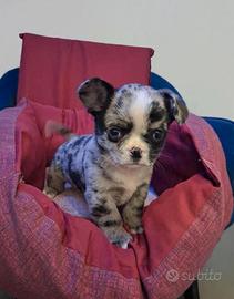 Chihuahua a pelo lungo merle