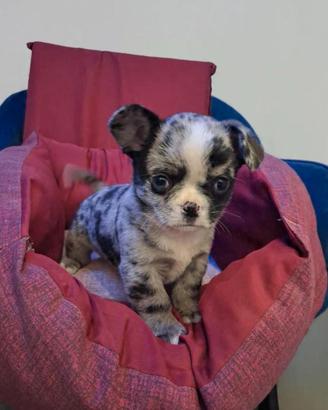 Chihuahua a pelo lungo merle