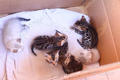 Gatti del bengala