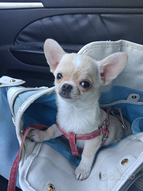 Ceduta Chihuahua FEMMINA MINI NATA 18 GIUGNO