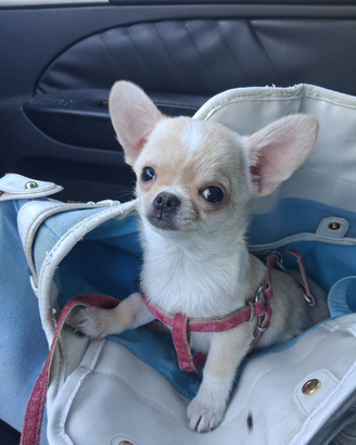Ceduta Chihuahua FEMMINA MINI NATA 18 GIUGNO