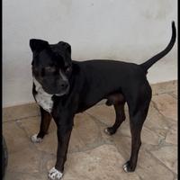 Amstaff maschio per monta