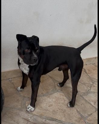 Amstaff maschio per monta