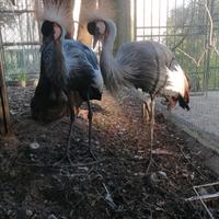 Gru Coronata Balearica Regulorum