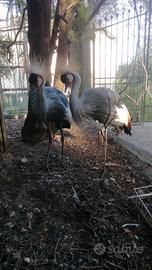 Gru Coronata Balearica Regulorum