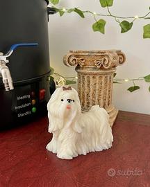 Candela Shih Tzu