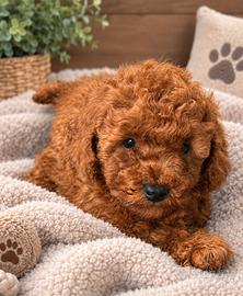 Cucciola Red Barboncina Toy