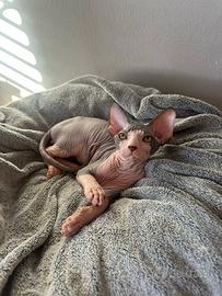 Cucciolo Sphynx