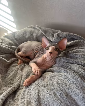 Cucciolo Sphynx