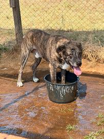 Cane taglia grande adozione