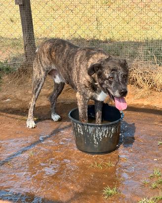 Cane taglia grande adozione