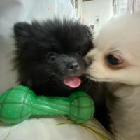 Spiz volpino Pomerania