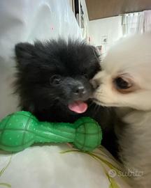 Spiz volpino Pomerania