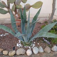Agave