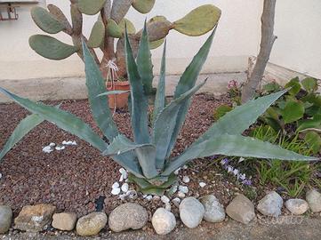 Agave