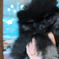 Spiz di Pomerania