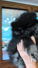 Spiz di Pomerania