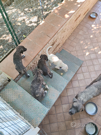 Incrocio tra mamma Corso e padre maremmano