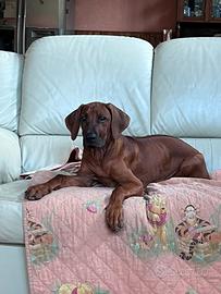 Ultima cucciola di Rhodesian Ridgeback disponibile