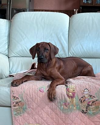 Ultima cucciola di Rhodesian Ridgeback disponibile