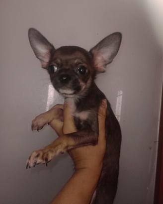 Cucciolo chihuahua