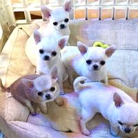 Chihuahua con pedigree