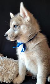 Siberian husky cucciolata con pedigree
