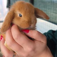 Coniglio ariete cucciolo