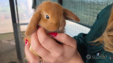 Coniglio ariete cucciolo